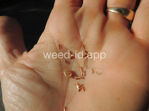 nipplewort